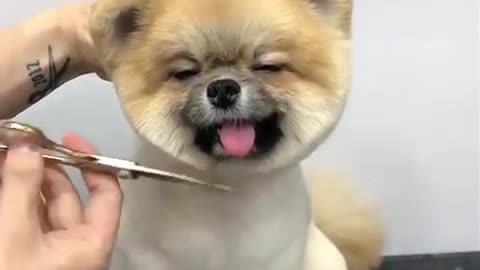 🐶🐕🐕 Dog Of Haircuting