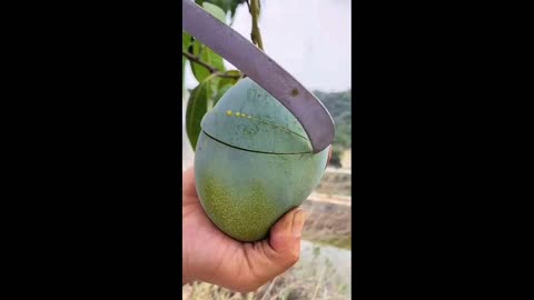 Mango Cutting