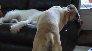 Dog Bathes Buddy's Ears, Eyes and Teeth Bath EVERY Morning!