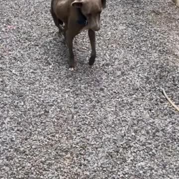 🐶 FELIX " MIRACLE PUP " 🐶 #Shorts