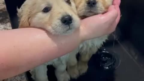 Cute puppies having shower