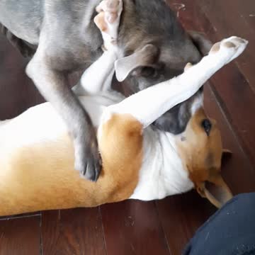 A Quick Romp With Tucker Carlson and Claire Bear