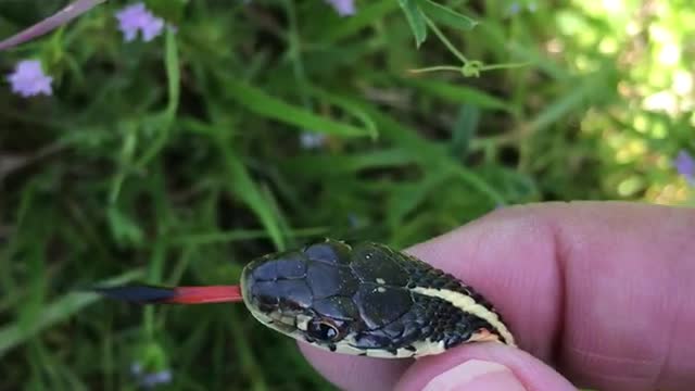 Western Ribbon Snake or Garter