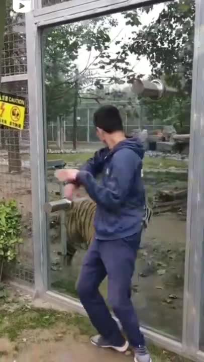 Tollywood Biggest Blockbuster Tiger Fight Scene | Mohanlal | Namitha | Tollywood Talkies