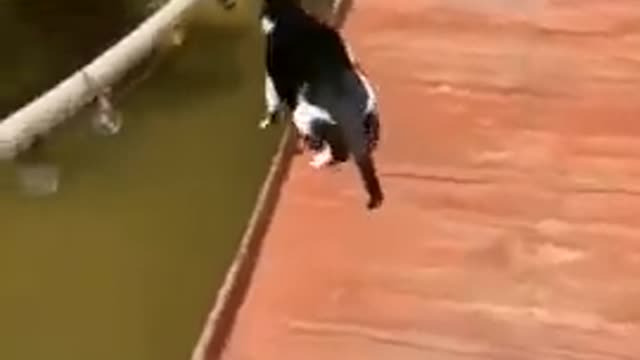 Awesome Funny Animal Seen