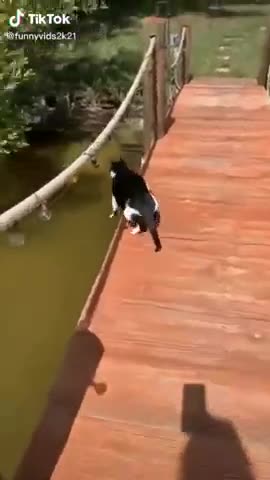 Awesome Funny Animal Seen