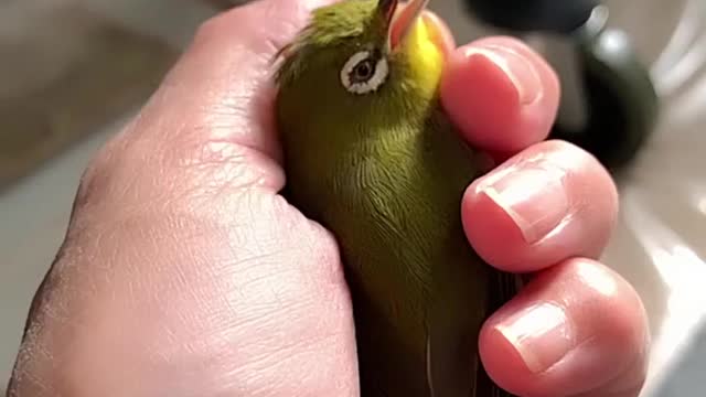 Bird