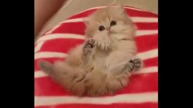 Cute Cats Compilation!