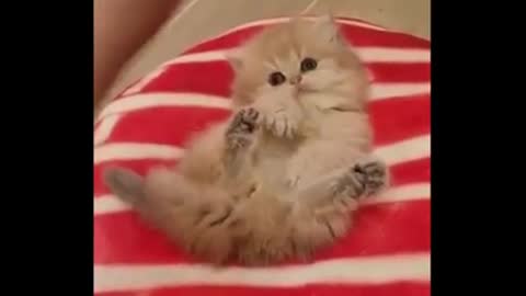 Cute Cats Compilation!