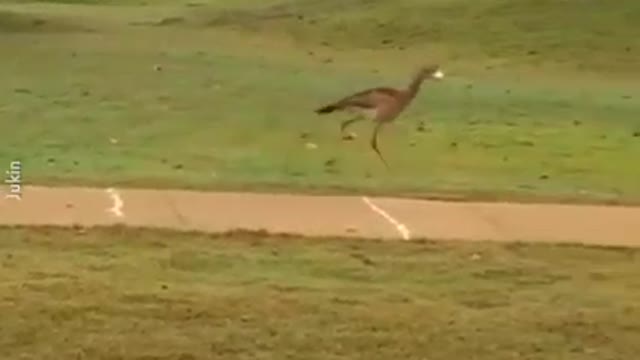 This Bird Steals Golf Balls So It Can Entertain Its Self With Its Own Game
