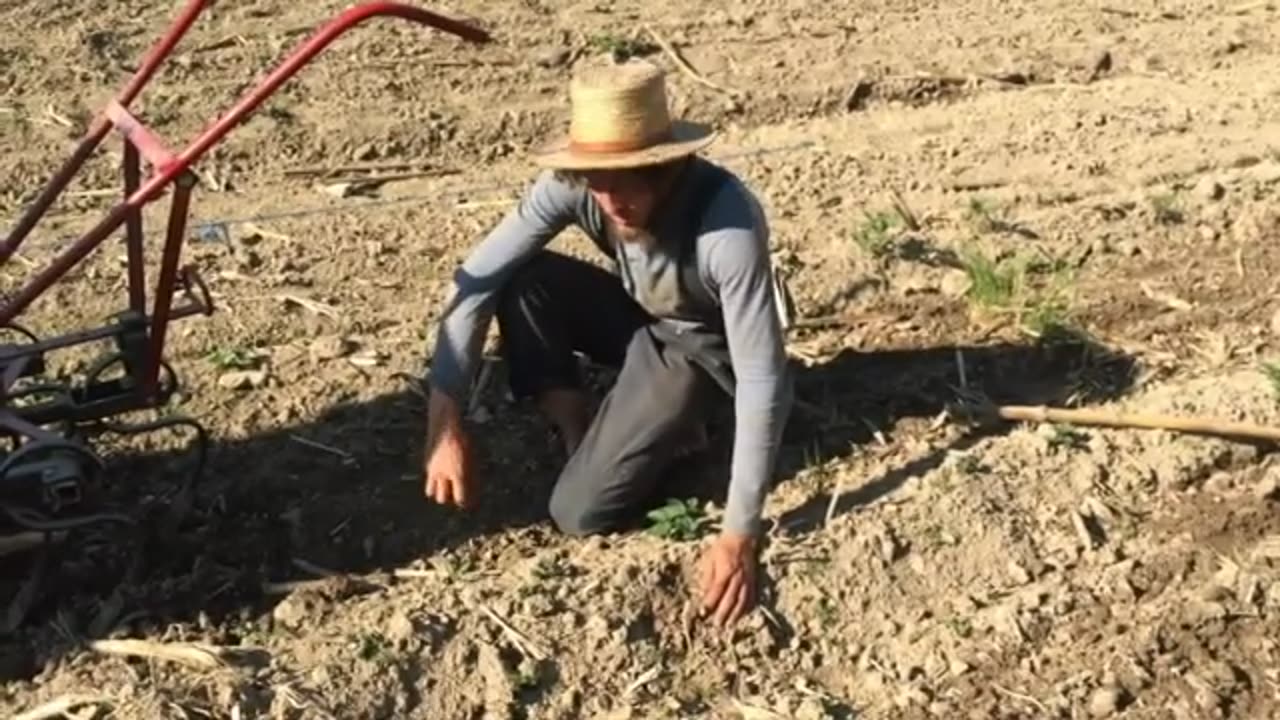 Horse Drawn Weed Control with Titus Morris