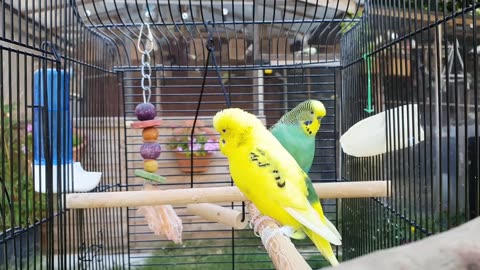 2 hours of budgie best friends Mango and Chutney