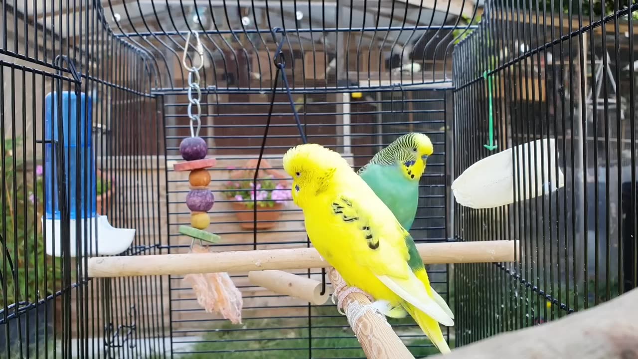 2 hours of budgie best friends Mango and Chutney