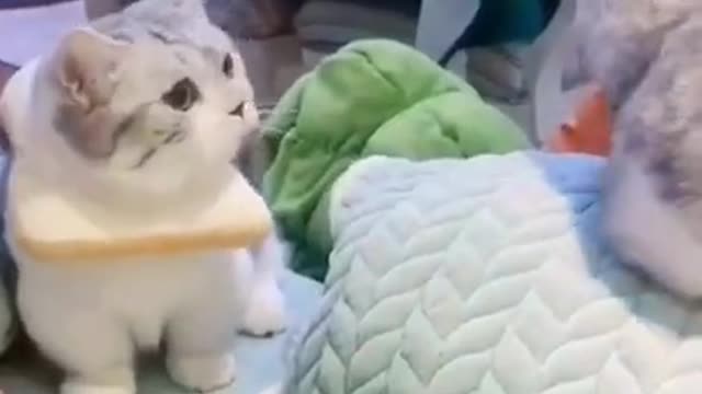 Funny animal video - Must see