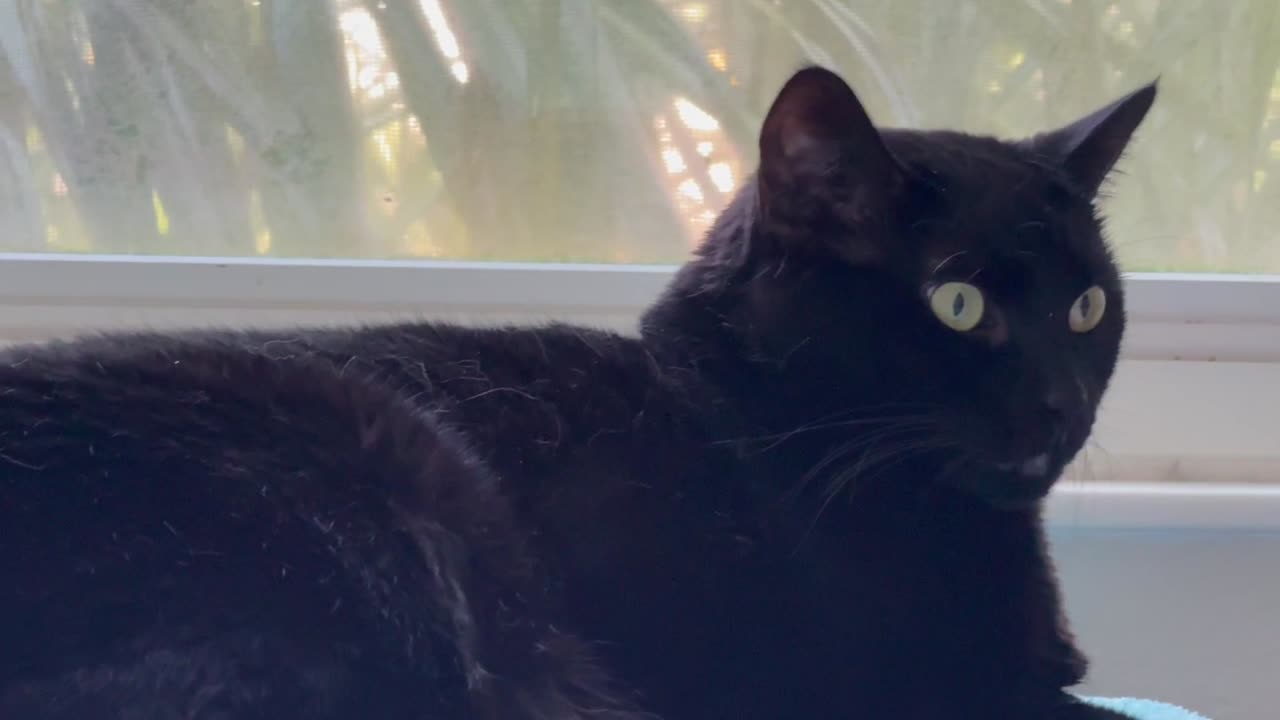 Adopting a Cat from a Shelter Vlog - Cute Precious Piper Gets Ready to Go to the Office