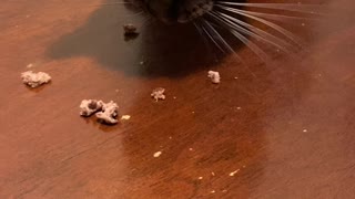 Sweetpea likes it