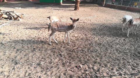 Herd Of Rare Spices Of Common Eland Deer