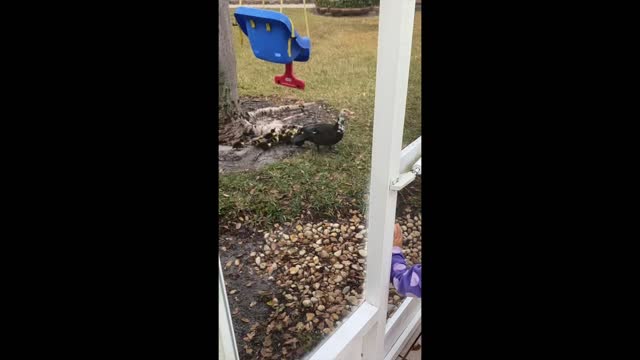 Duck litter feeding by toddler