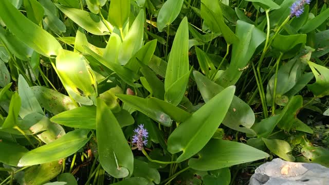 These green plants grow in the water