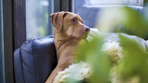 lazy dog video