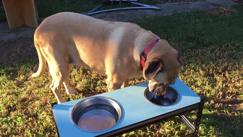 Dog eating