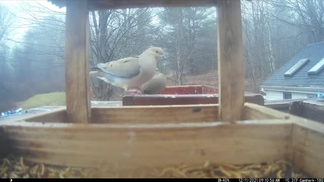 Bird Photos from my crappy trail camera.