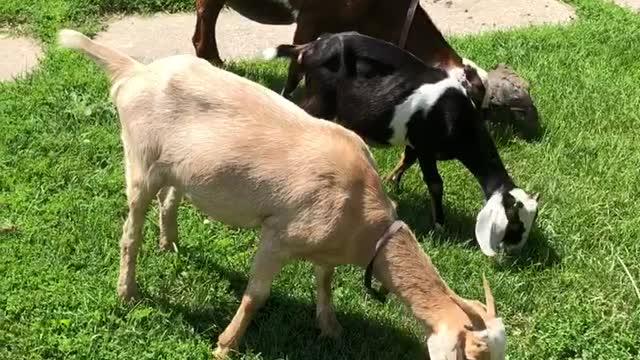 Guinea Goat