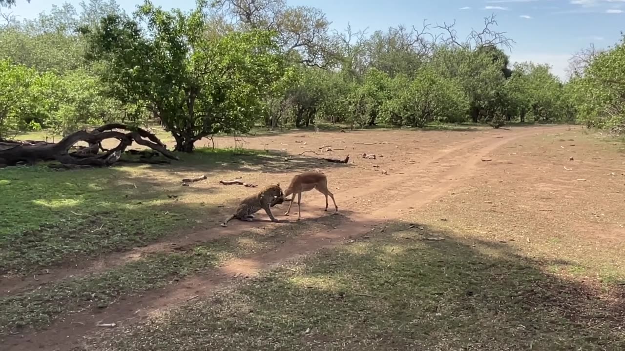 Leopard Takes Down Impala in a Dramatic Herd Ambush 🐆🦌⚡