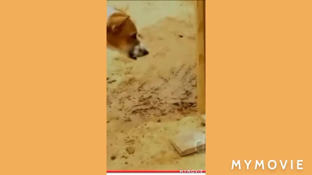 Mirror vs Dog