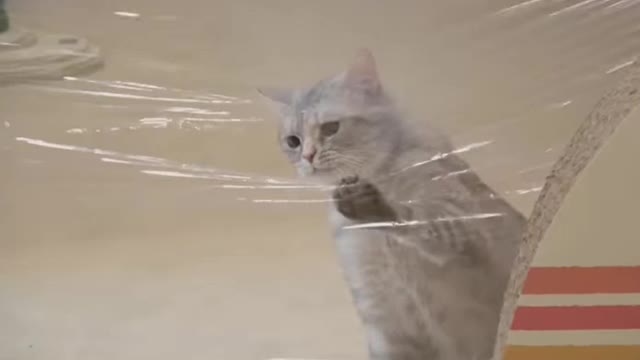 Cats vs Invisible Maze - Cute kitty