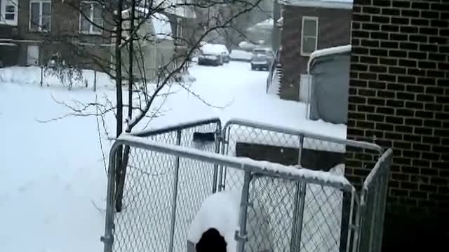 Bella Playing In The Snow