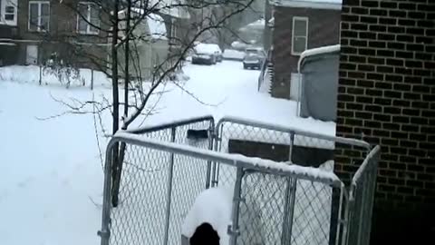 Bella Playing In The Snow