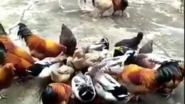Chicken funny fight