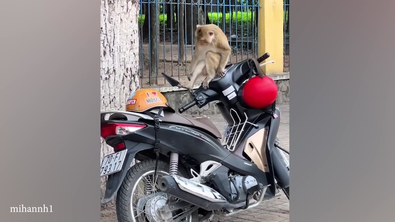 Funny ANIMALS videos 🤣 Funniest CATS😺 and DOGS🐶 2024