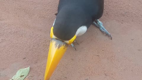 Um tucano