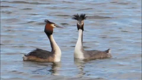 The great crested grebe