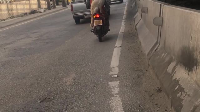 Another Dog on a Motorcycle