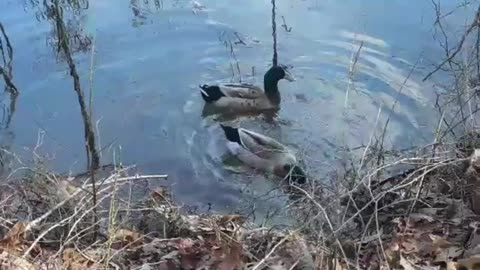 Geese couple dating in the lake??? 😂 haha