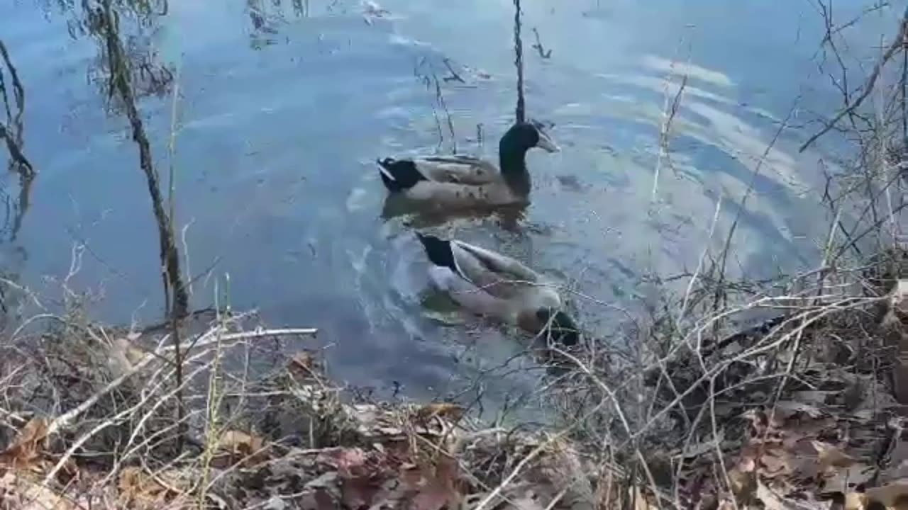 Geese couple dating in the lake??? 😂 haha