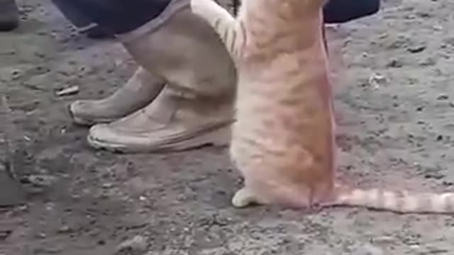 Funny Crazy! Cat milk with farmer