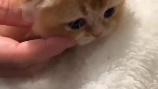 Cute Cat Funny Video shorts short cat