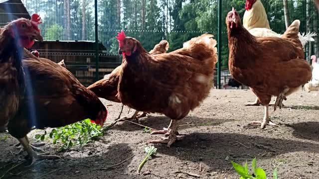 DON'T TOUCH MY FOOD! A quarrel between two chicks