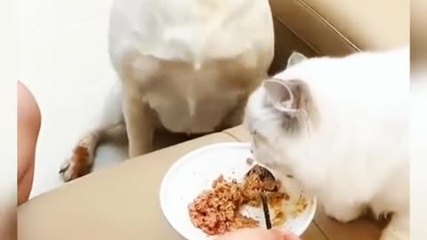 OMG!! This Dog Is Extremely Greedy.. 😆😆😛