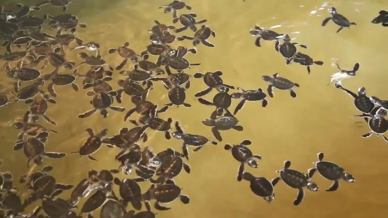 Baby turtles swimming in a pool at a turtle hatchery in Sri Lanka