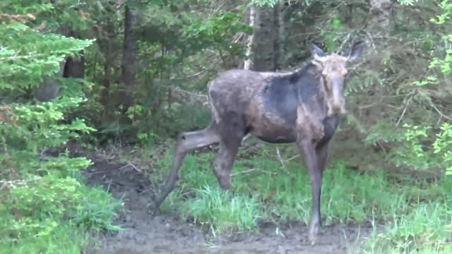 Mudhole Moose