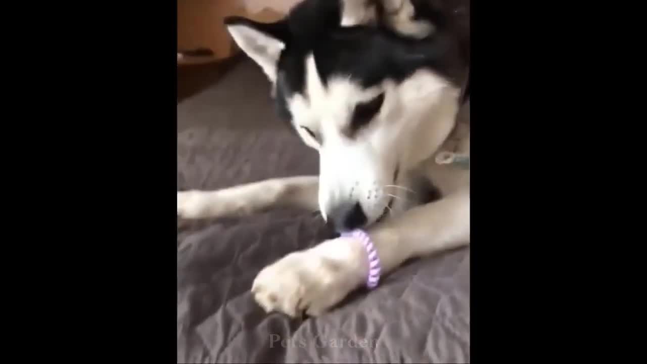 cute pets