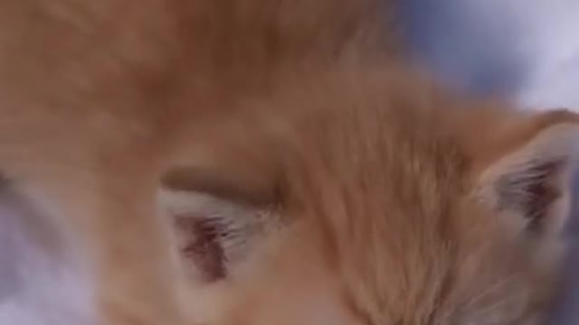 #funny #cats #baby_cat