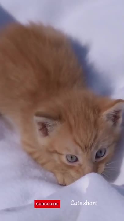 #funny #cats #baby_cat