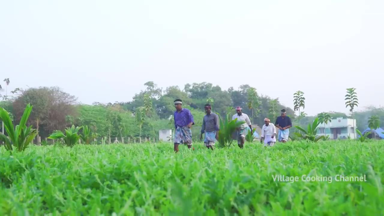 WATERMELON JUICE _ Farm Fresh Fruit Juice Making _ Watermelo