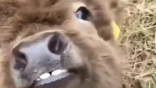 Yes scratch me there, thats the spot